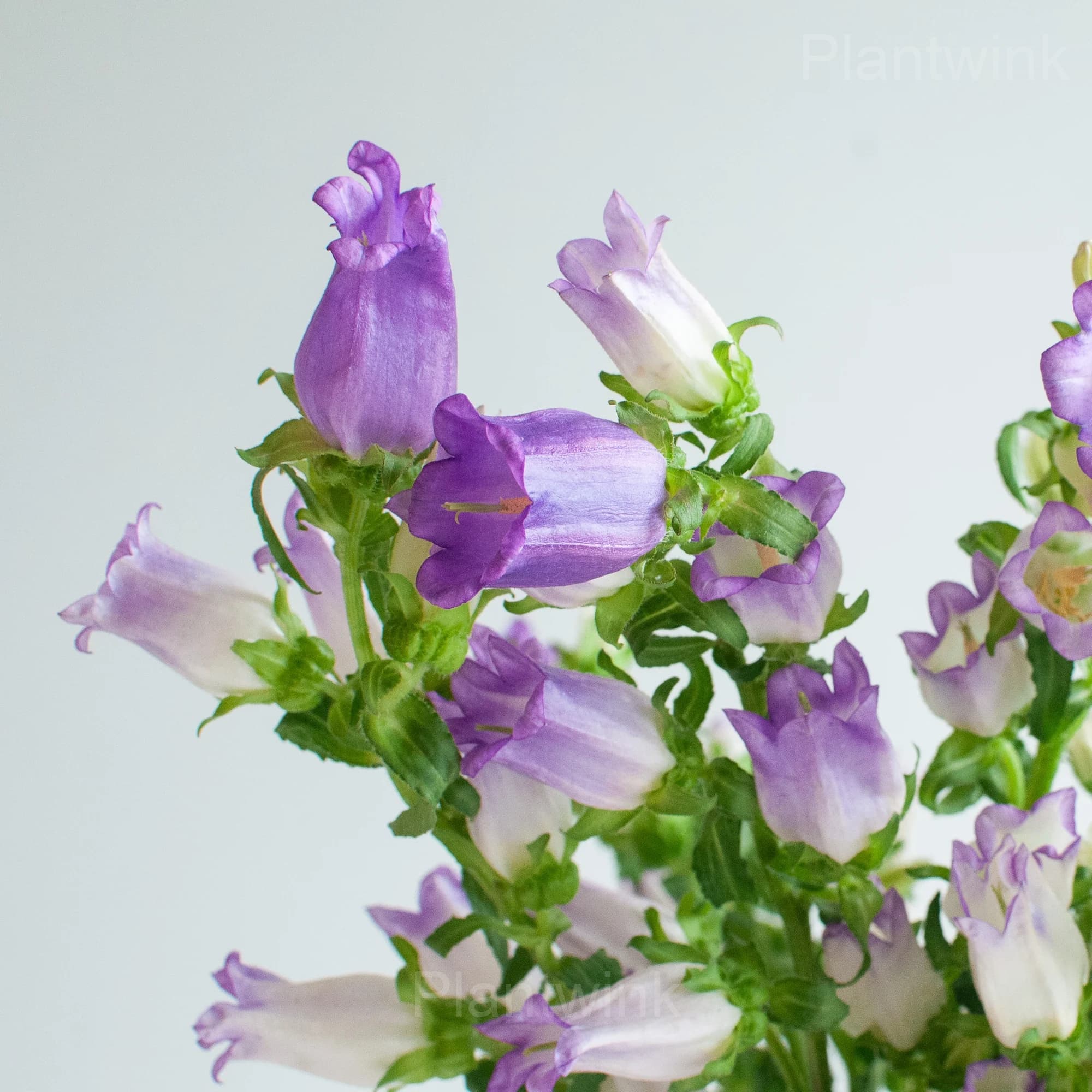 Campanula Seeds - View 3