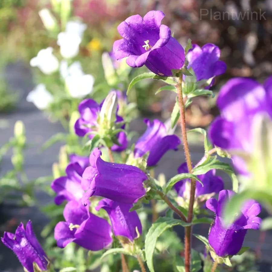 Campanula Seeds - View 4