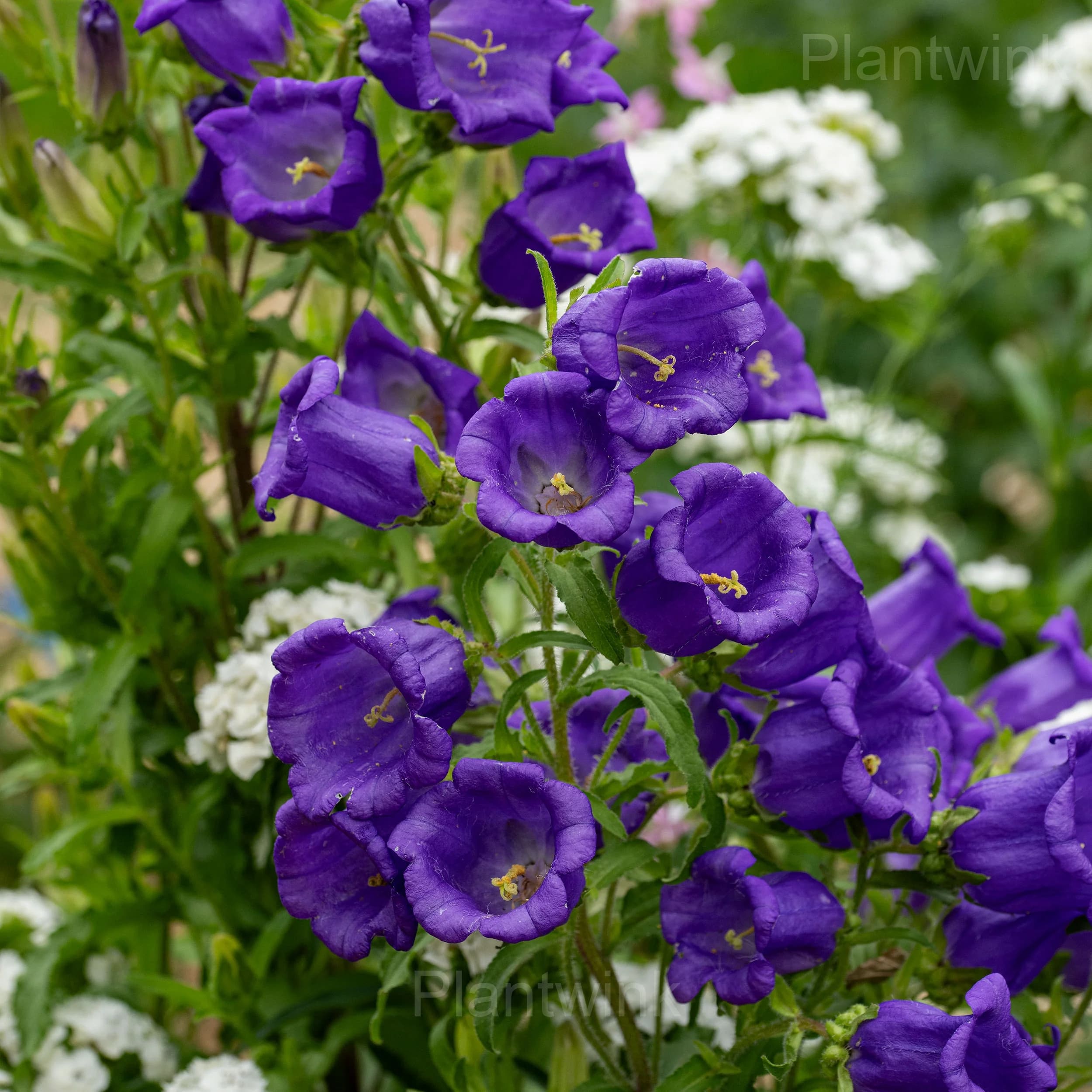 Campanula Seeds - View 5