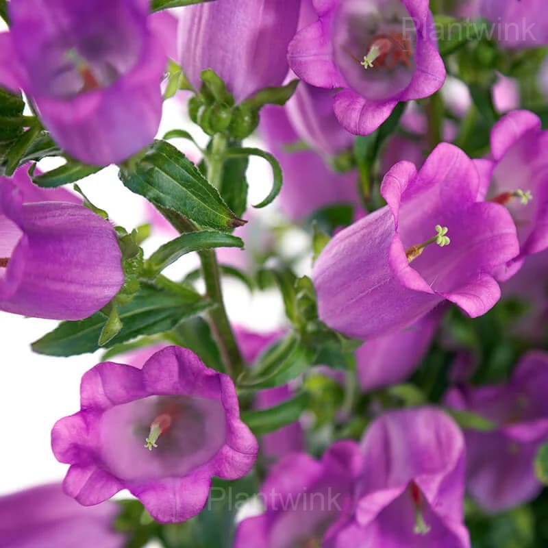 Campanula Seeds - View 6