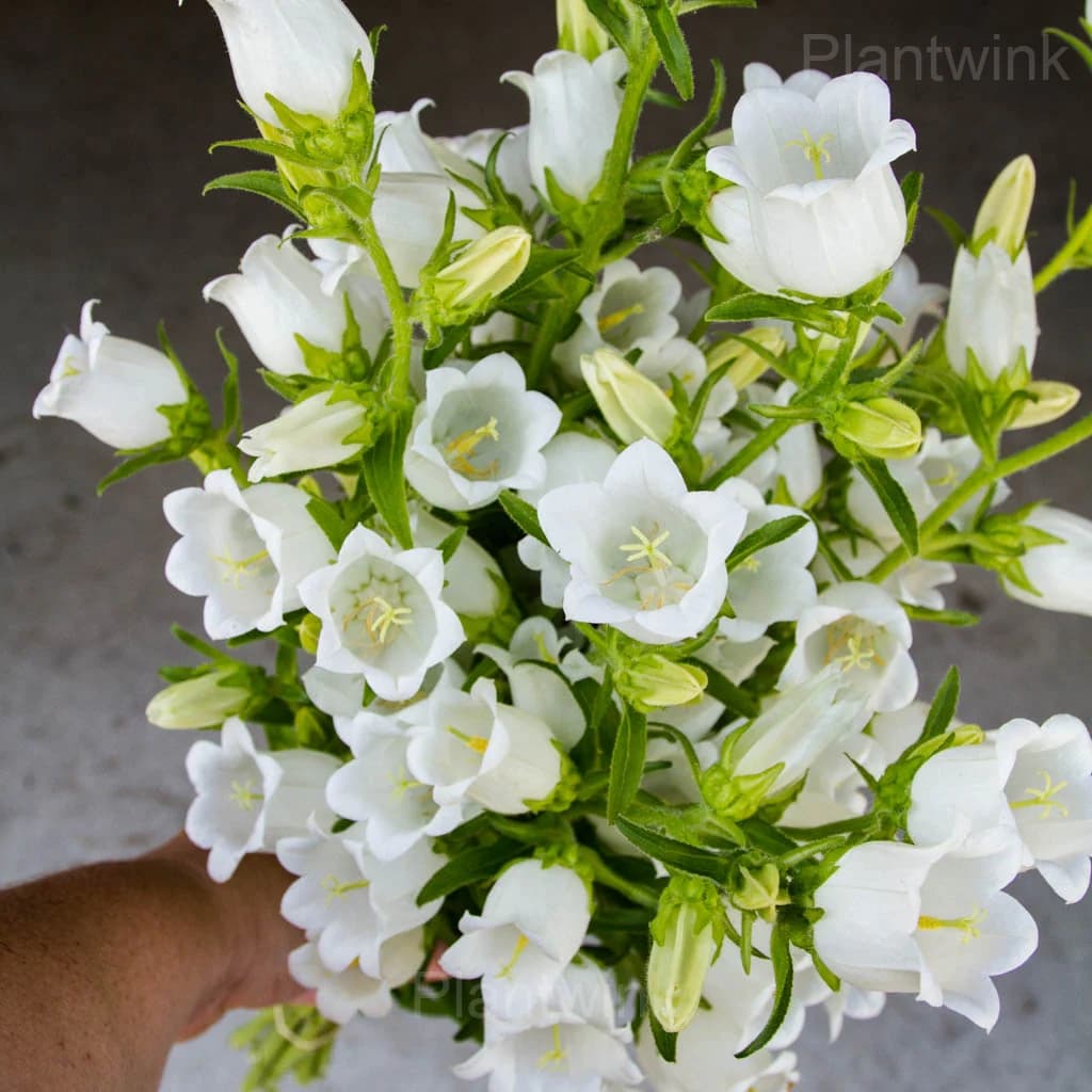 Campanula Seeds - View 7