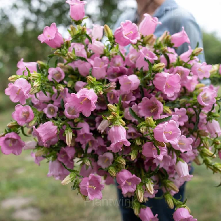 Campanula Seeds - View 8