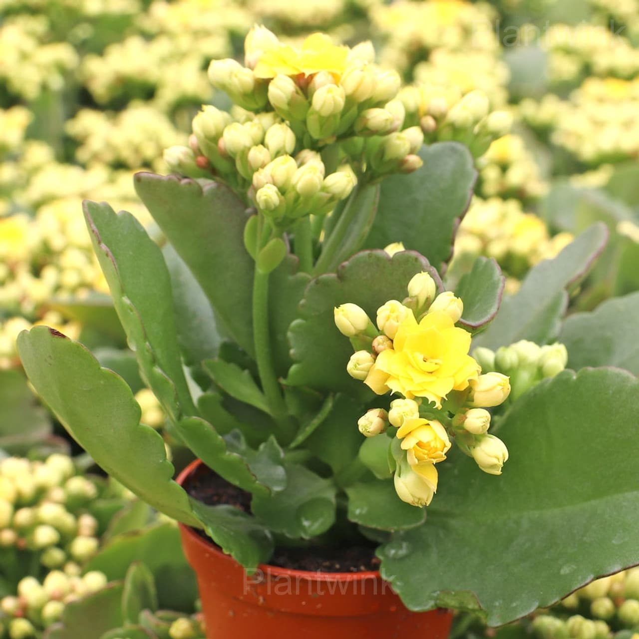Kalanchoe Seeds - View 3