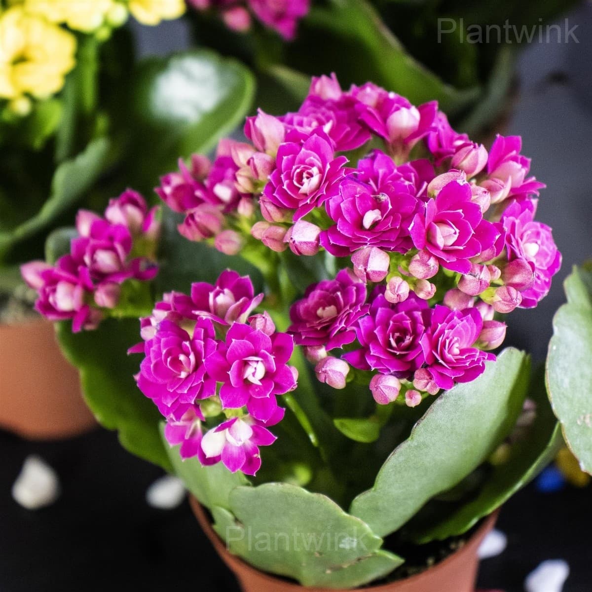 Kalanchoe Seeds - View 4