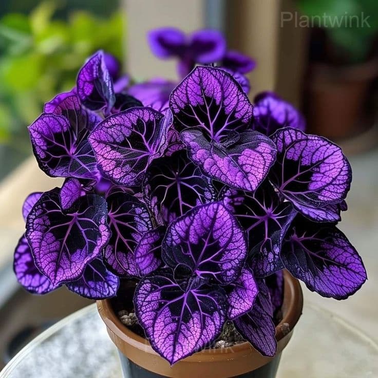 Elegant Begonia Seeds - View 6