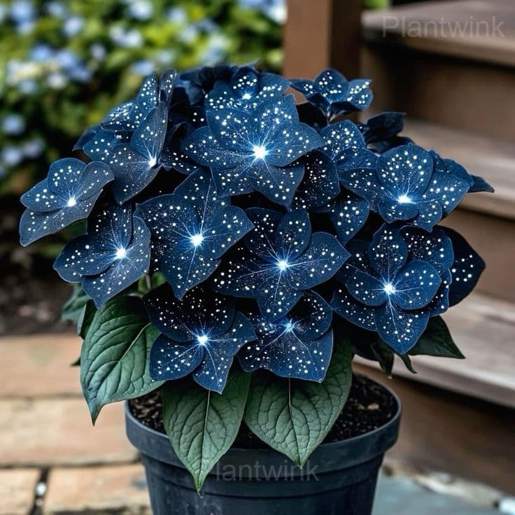 Elegant Begonia Seeds - View 3