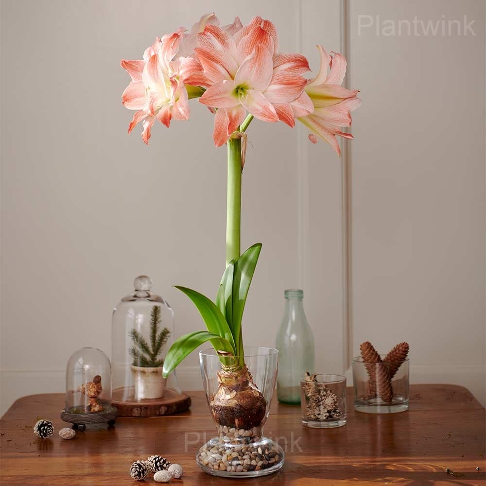 Double Giant Amadeus Amaryllis Bulbs - View 3
