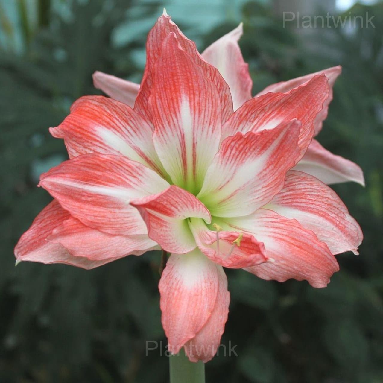 Double Giant Amadeus Amaryllis Bulbs - View 4