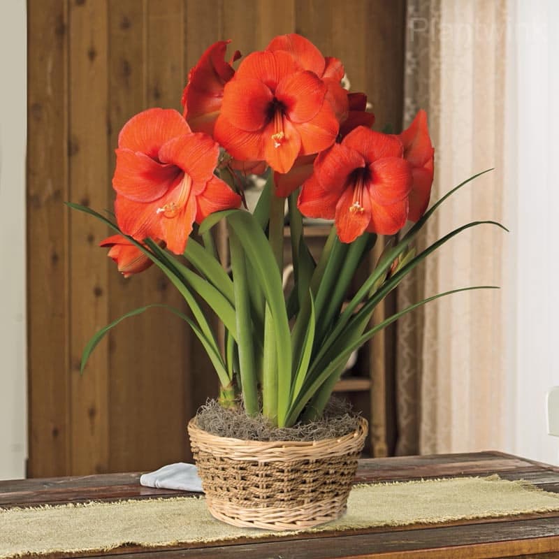Orange Sovereign Amaryllis Bulbs - View 3