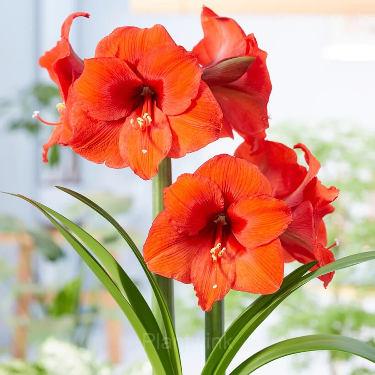 Orange Sovereign Amaryllis Bulbs - View 4