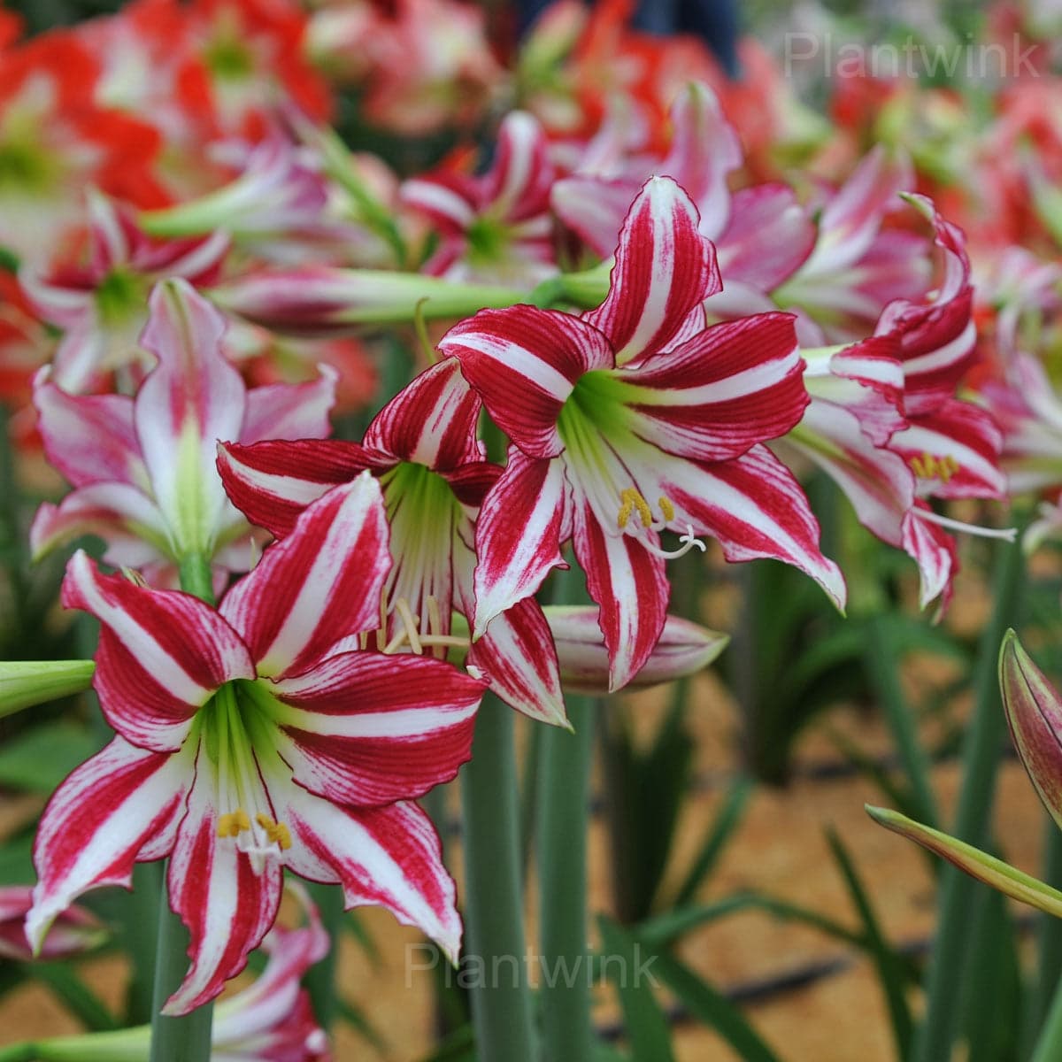 Santiago Amaryllis Bulbs - View 5