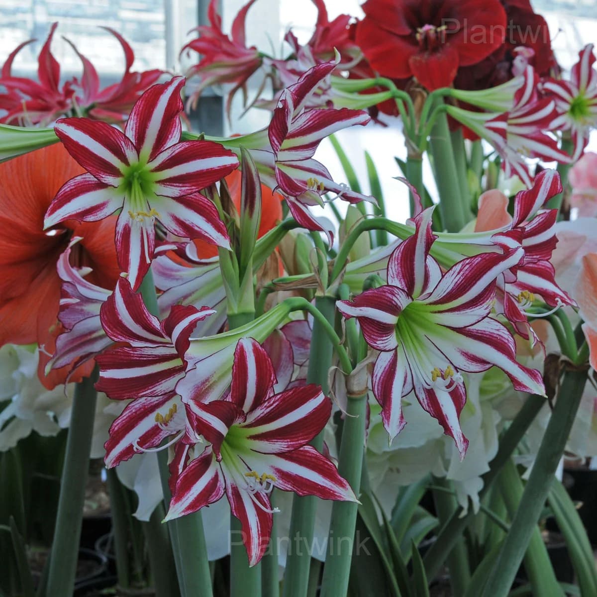 Santiago Amaryllis Bulbs - View 6