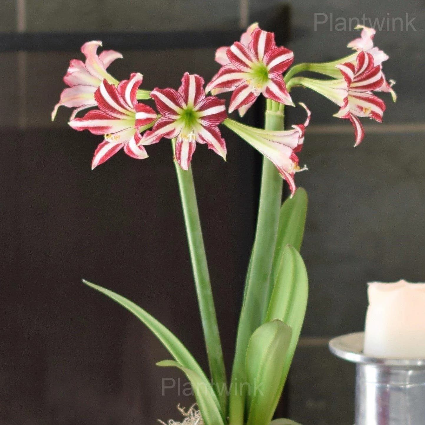 Santiago Amaryllis Bulbs - View 2