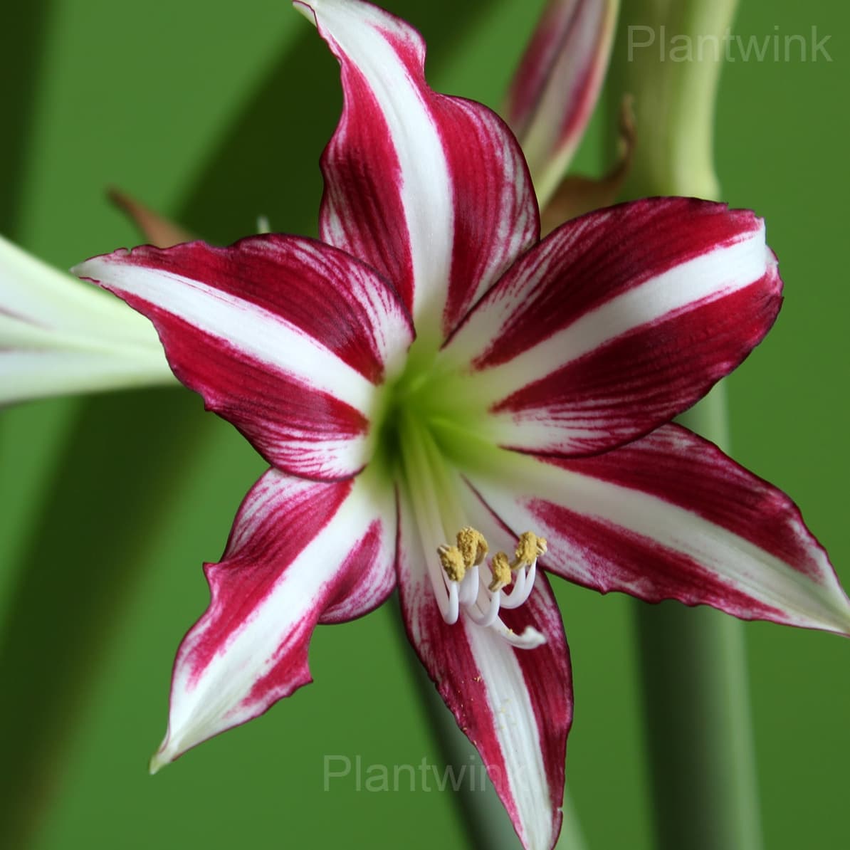 Santiago Amaryllis Bulbs - View 3