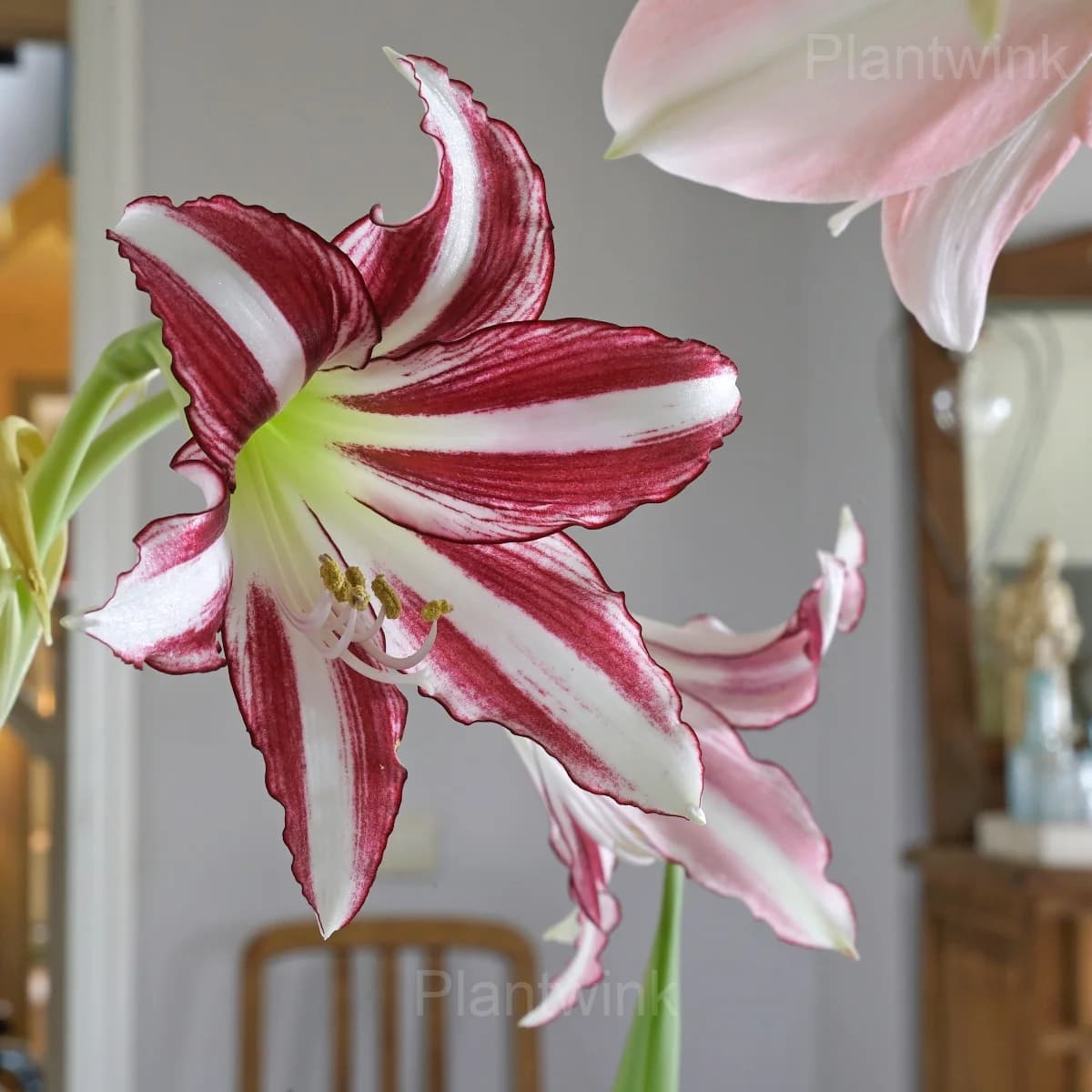 Santiago Amaryllis Bulbs - View 4