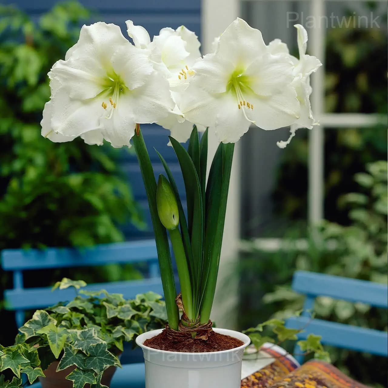 White Amaryllis Bulbs - View 5