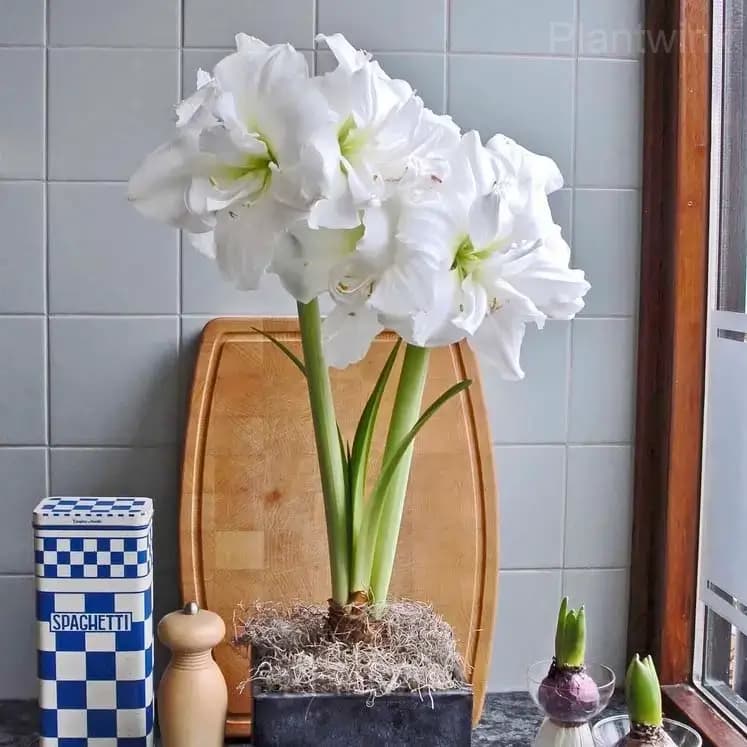 White Amaryllis Bulbs - View 3