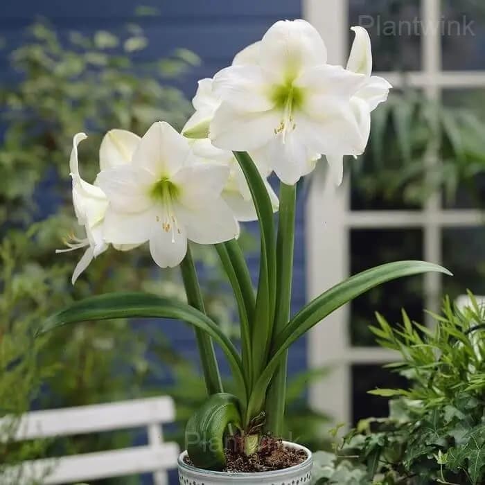 White Amaryllis Bulbs - View 4