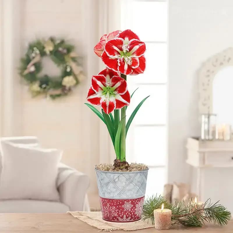 Samba Amaryllis Bulbs - View 4