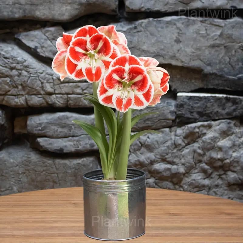 Samba Amaryllis Bulbs - View 5