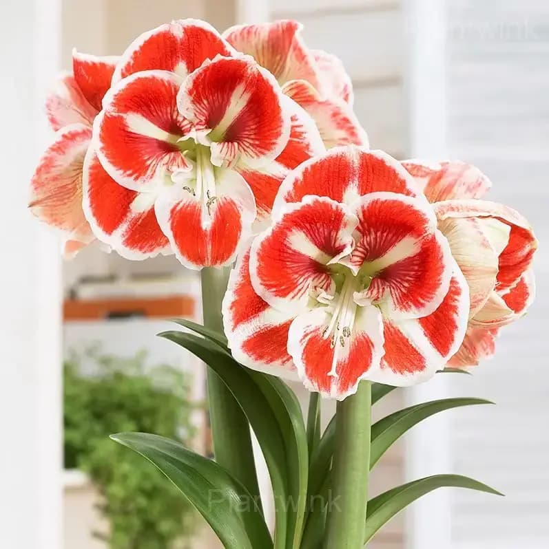 Samba Amaryllis Bulbs - View 6