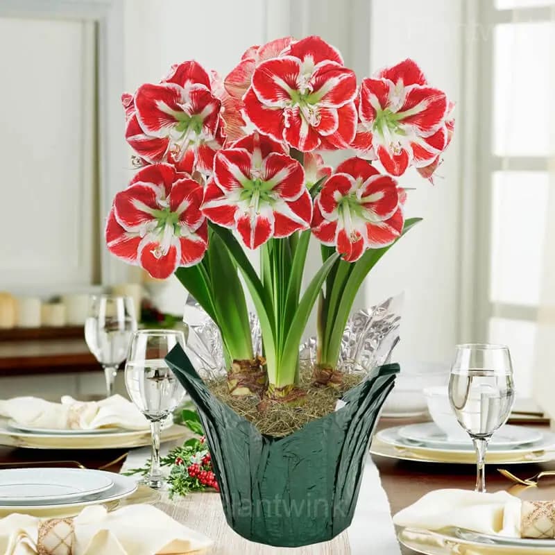 Samba Amaryllis Bulbs - View 3