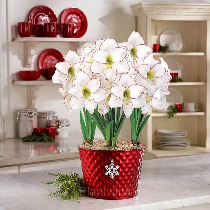 Picasso Amaryllis Bulbs - View 3