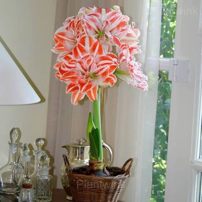 Dancing Queen Amaryllis Bulbs - View 3