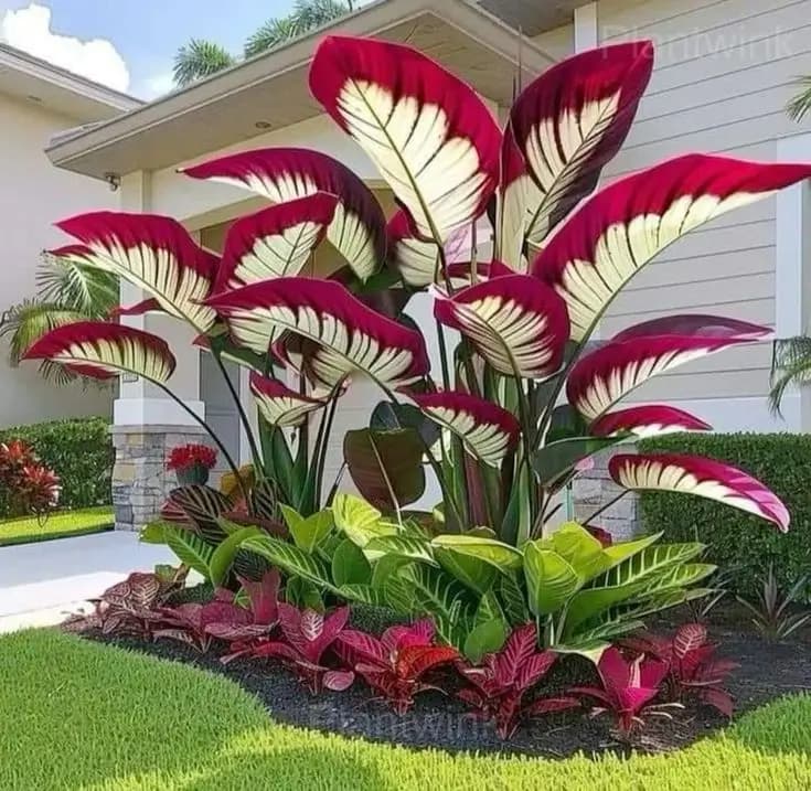 Colorful Caladium Bulbs - Alt