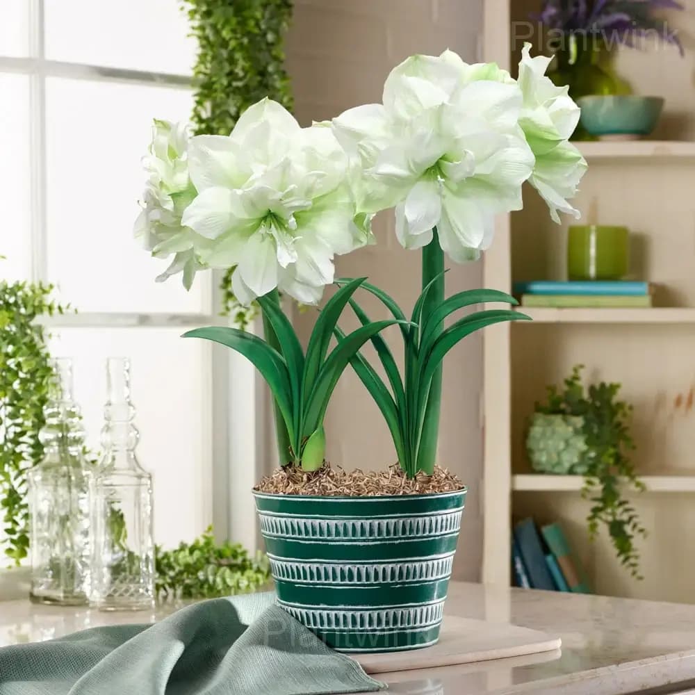 Marilyn Amaryllis Bulbs - View 4