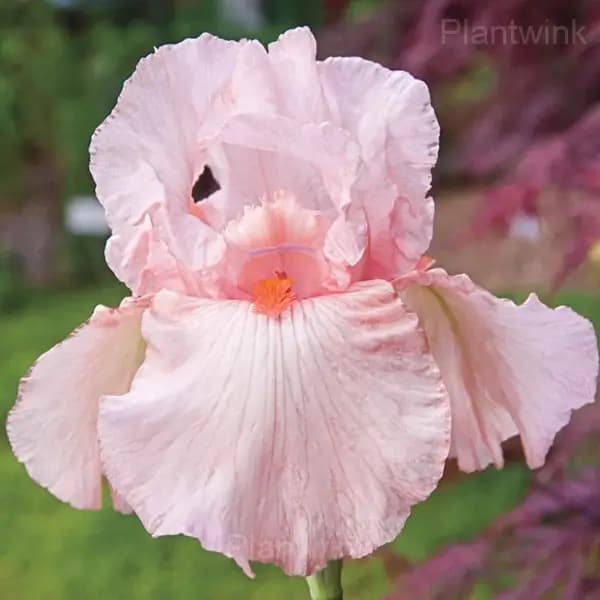 Iris Bulbs - View 5