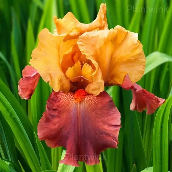 Iris Bulbs - View 3