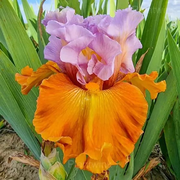 Iris Bulbs - View 4