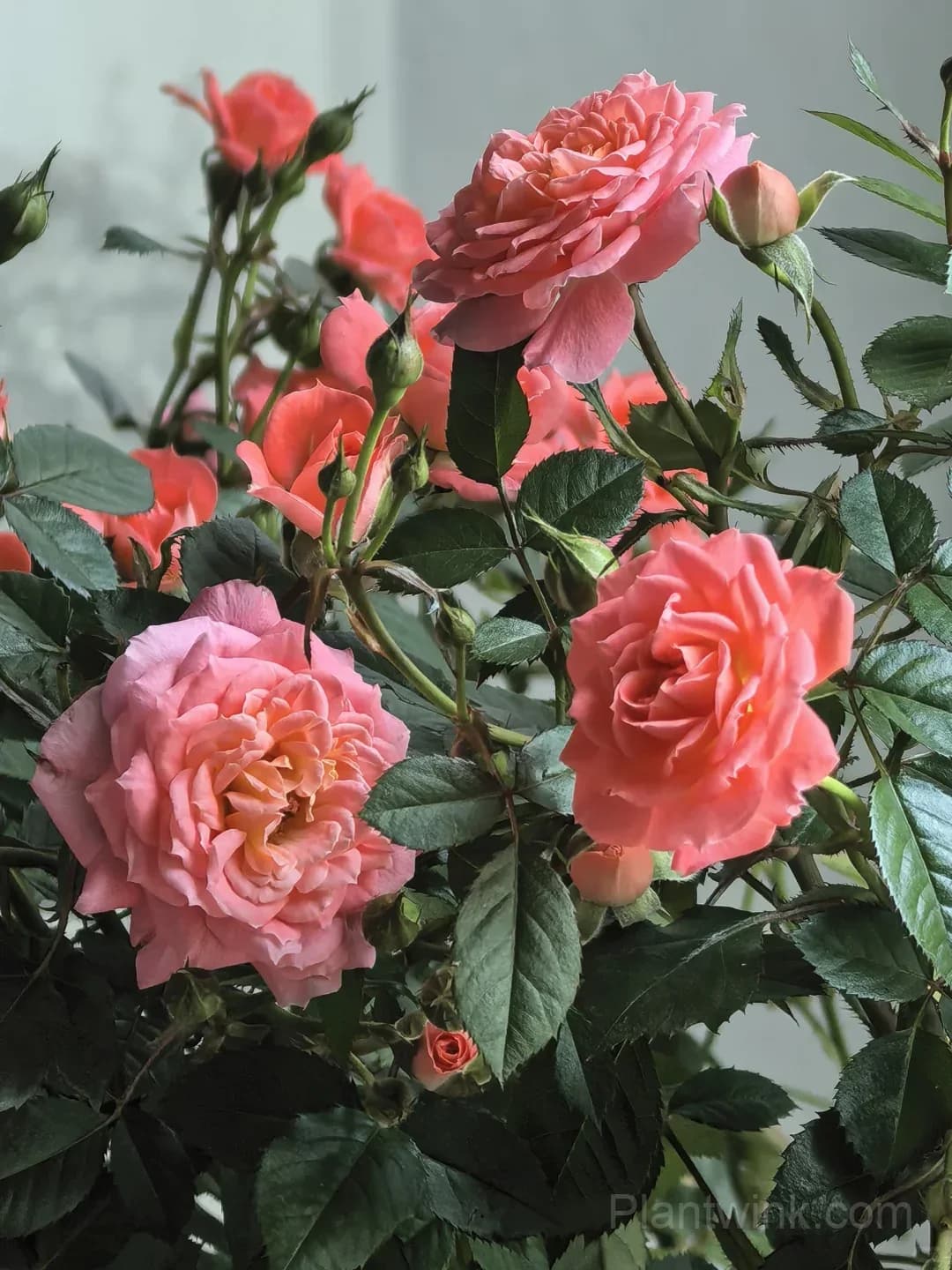 Salmon Pink Patio Rose Seeds β Beautiful Double Blooms, Compact & Easy to Grow - View 3
