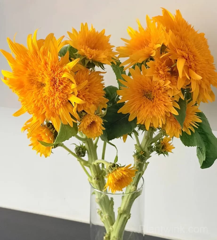 Teddy Bear Sunflower Seeds – Dwarf Double Blooms, Easy to Grow & High Germination - View 3
