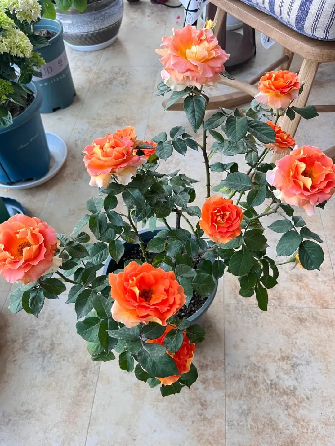 Brass Band Rose Seeds - Award-Winning Apricot Orange Floribunda, Disease Resistant Garden Flower - View 5