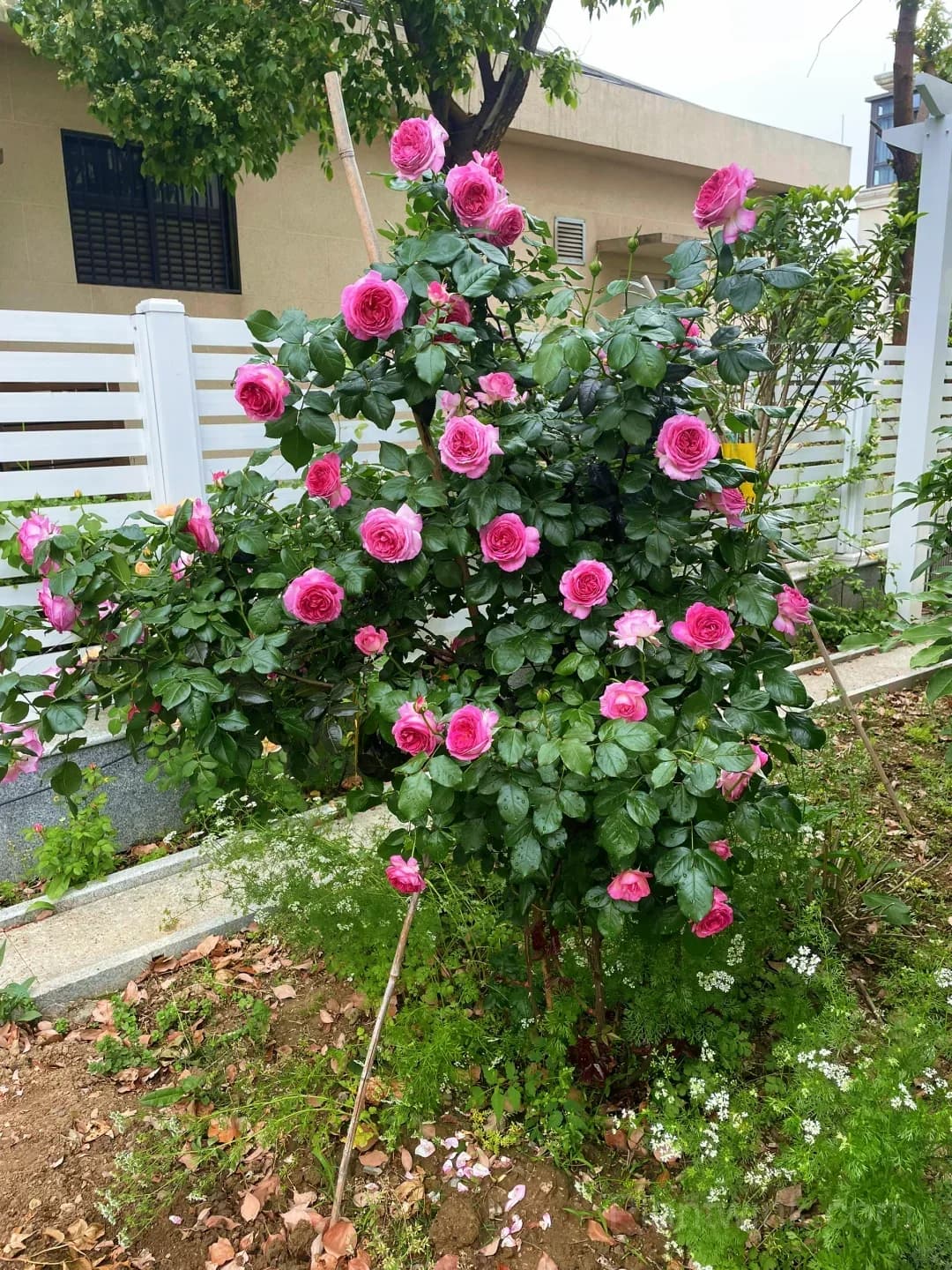 Blueberry Purple Rose Seeds – Ruffled Double Roses for Garden, Patio & Home Growing - View 7