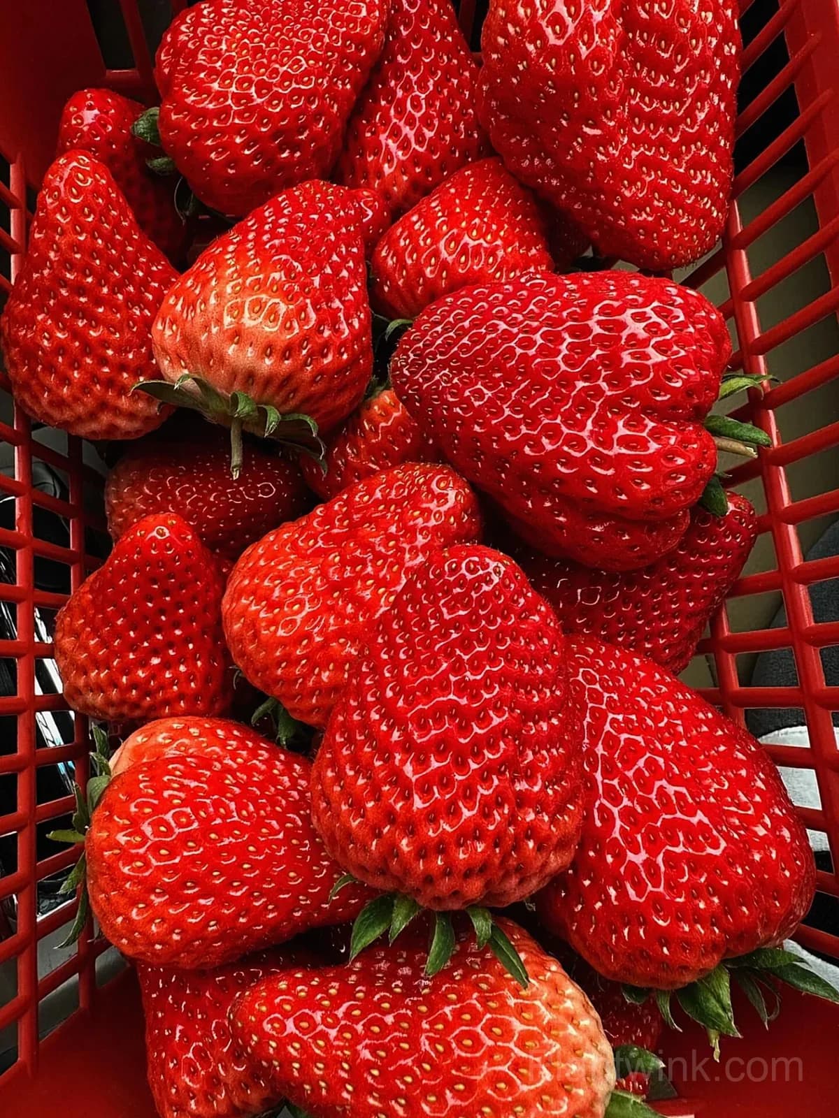 Everbearing Strawberry Seeds – Sweet Strawberries for Home Garden & Easy Growing - Main