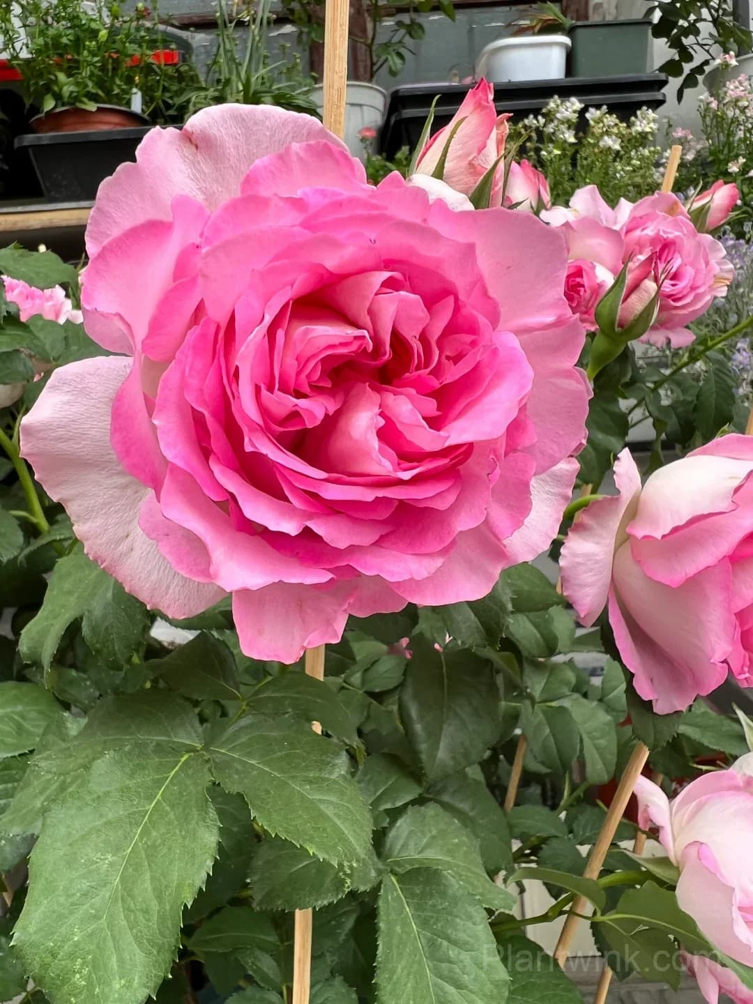 Pink Rose Seeds – Large Ruffled Double Roses for Garden, Patio & Home Growing - View 3
