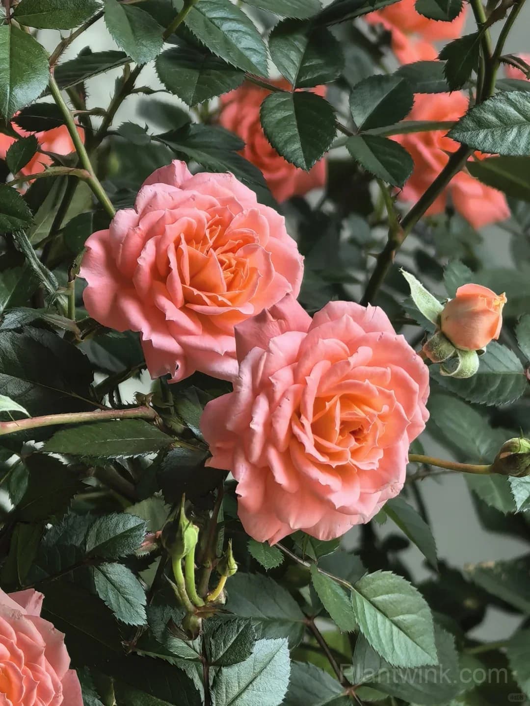 Salmon Pink Patio Rose Seeds β Beautiful Double Blooms, Compact & Easy to Grow - View 1