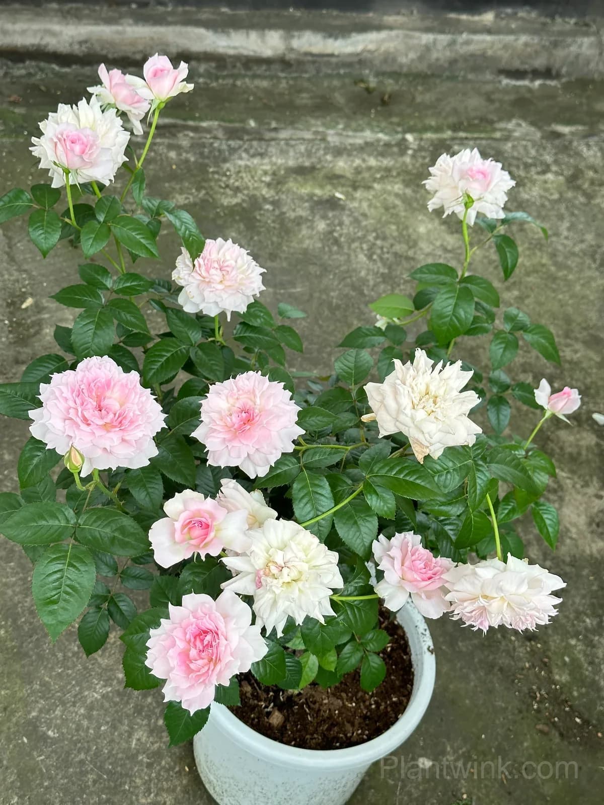 Pink & White Frilled Rose Seeds – Ruffled Double Blooms, Easy to Grow - View 9