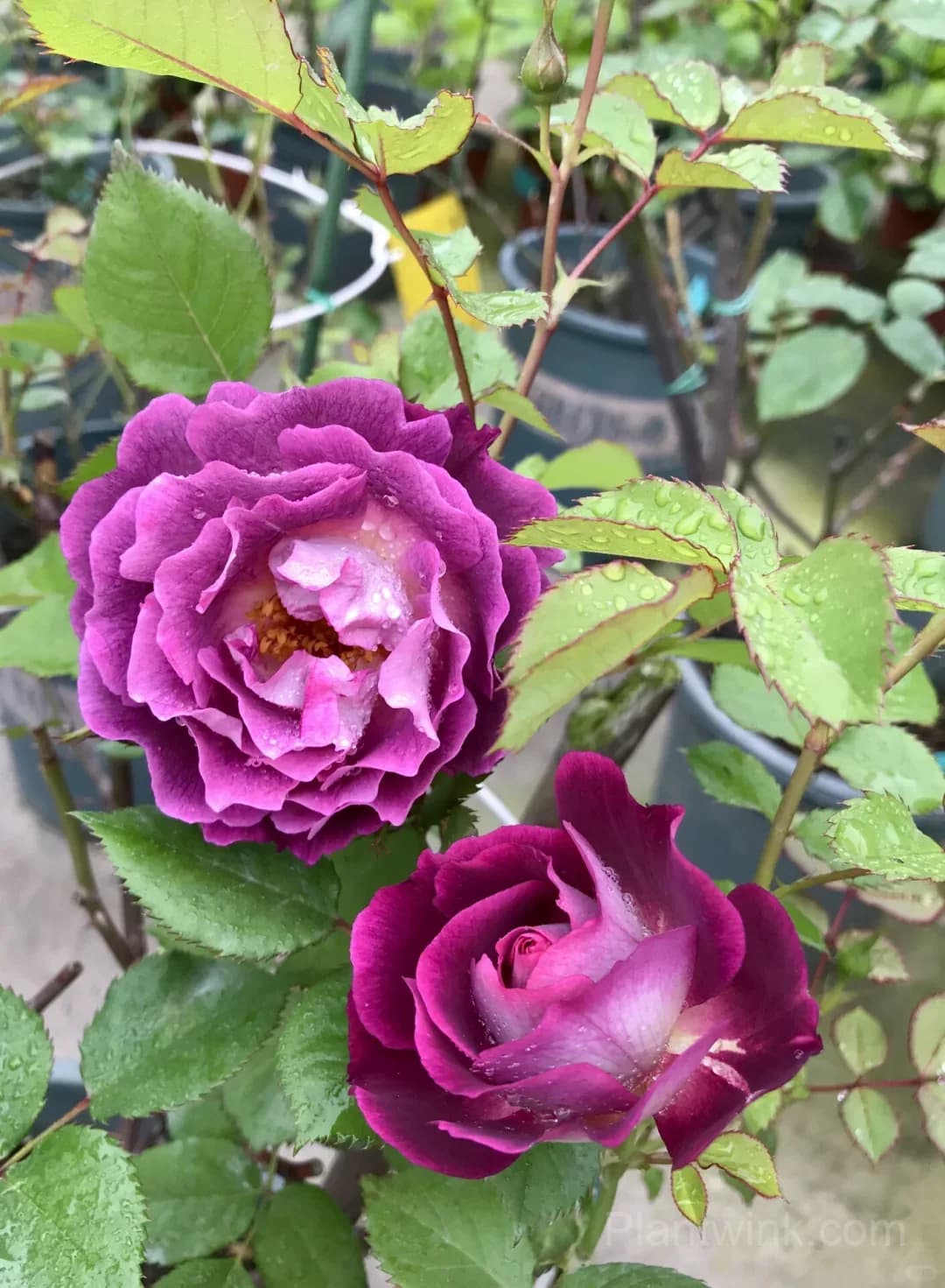 Deep Purple Rose Seeds – Magenta-Violet Double Blooms, Easy to Grow - View 4