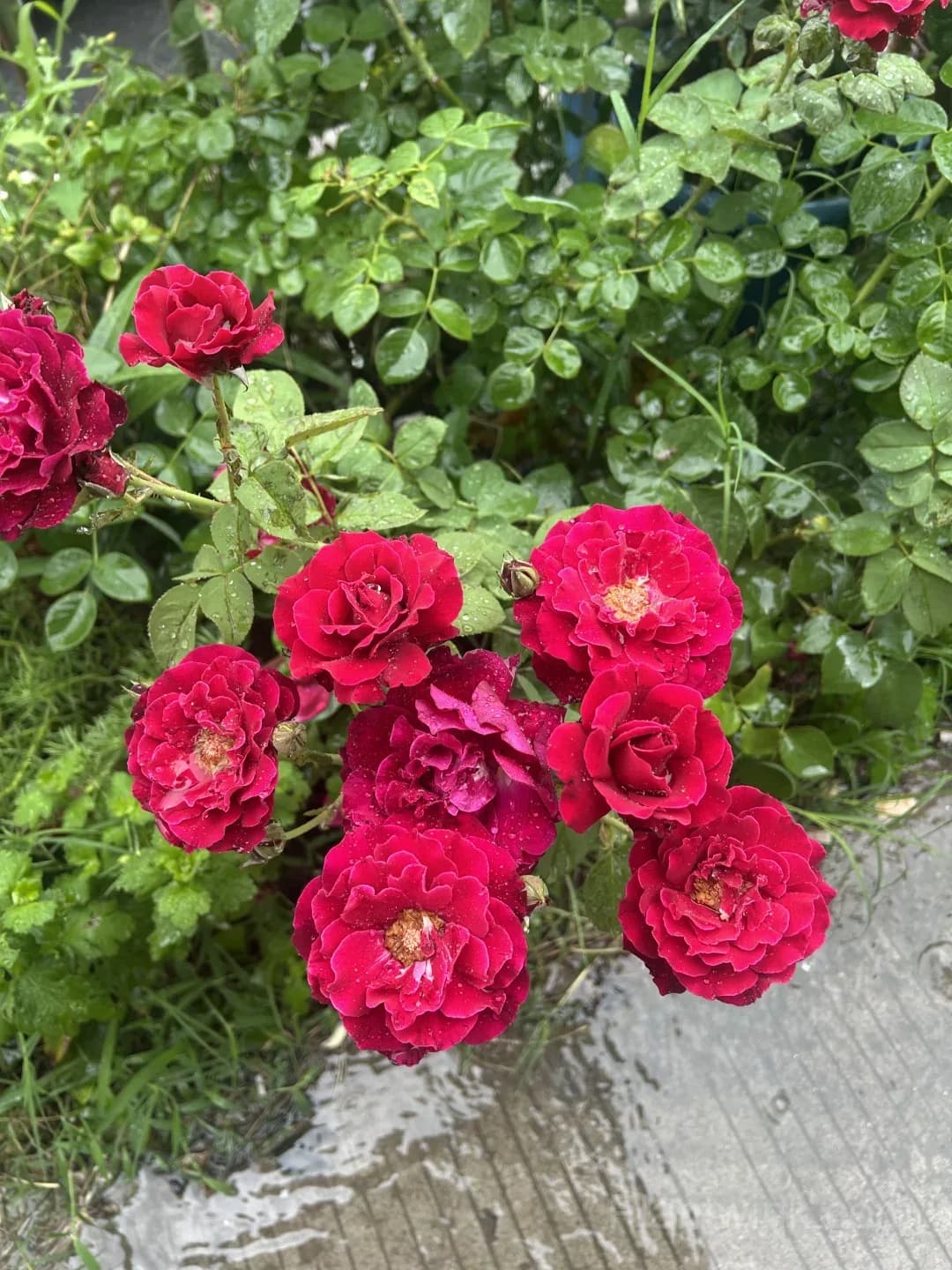 Red Rose Seeds – Large Deep Red Double Blooms, Easy to Grow - View 4