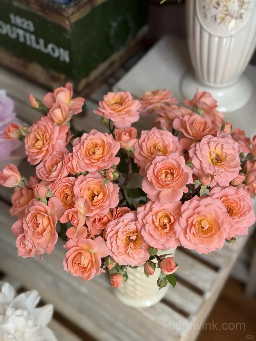 Salmon Pink Patio Rose Seeds β Beautiful Double Blooms, Compact & Easy to Grow - View 4