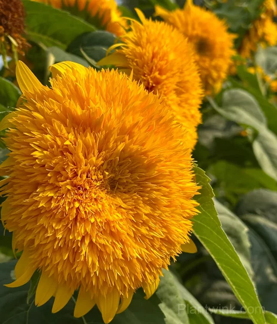 Teddy Bear Sunflower Seeds – Dwarf Double Blooms, Easy to Grow & High Germination - View 6