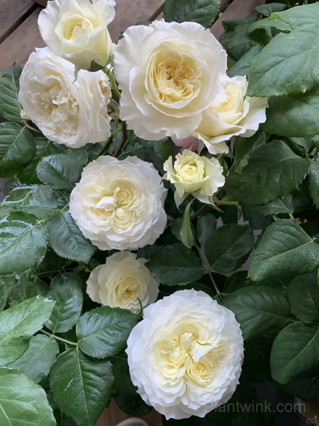 Cream White Rose Seeds – Large Double Blooms, Easy to Grow - View 3