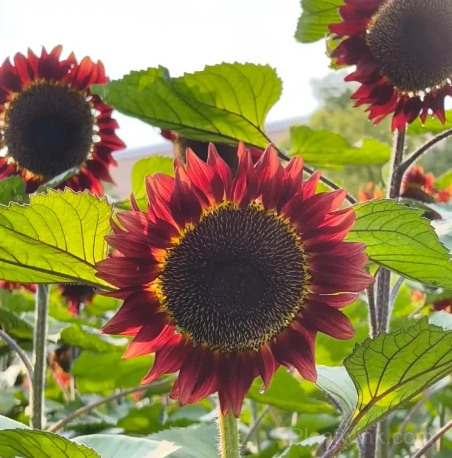Hongyun Sunflower Seeds – Stunning Multicolor Blooms, Easy to Grow & High Germination - Alt