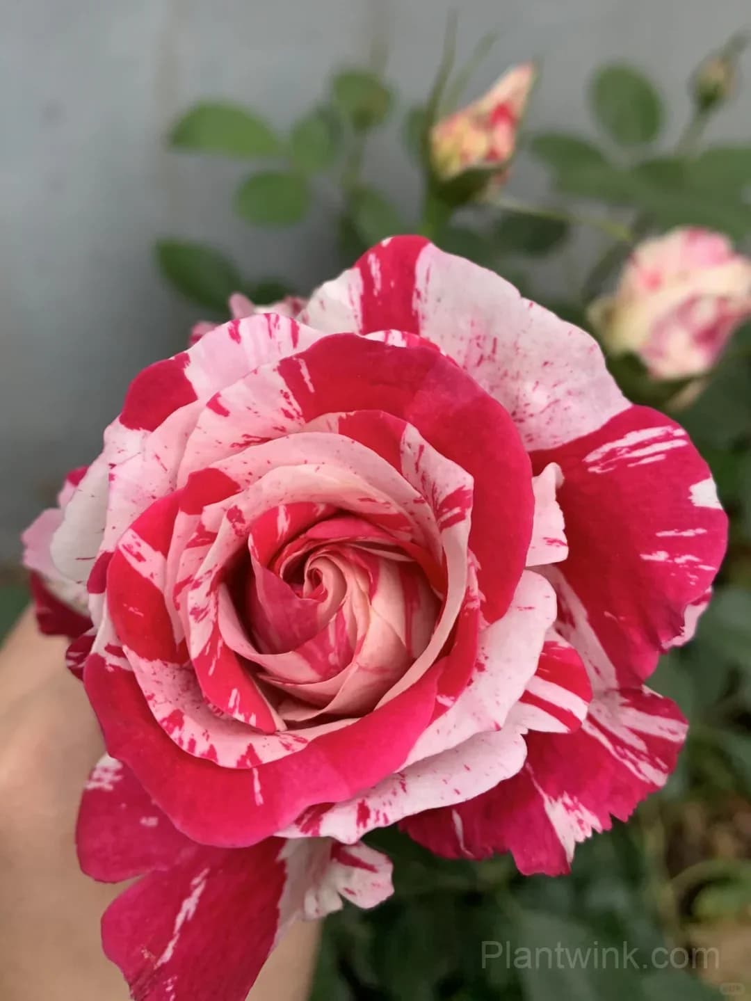 Vintage Pink Rose Seeds – Elegant Double Roses for Garden, Patio & Home Growing - View 5