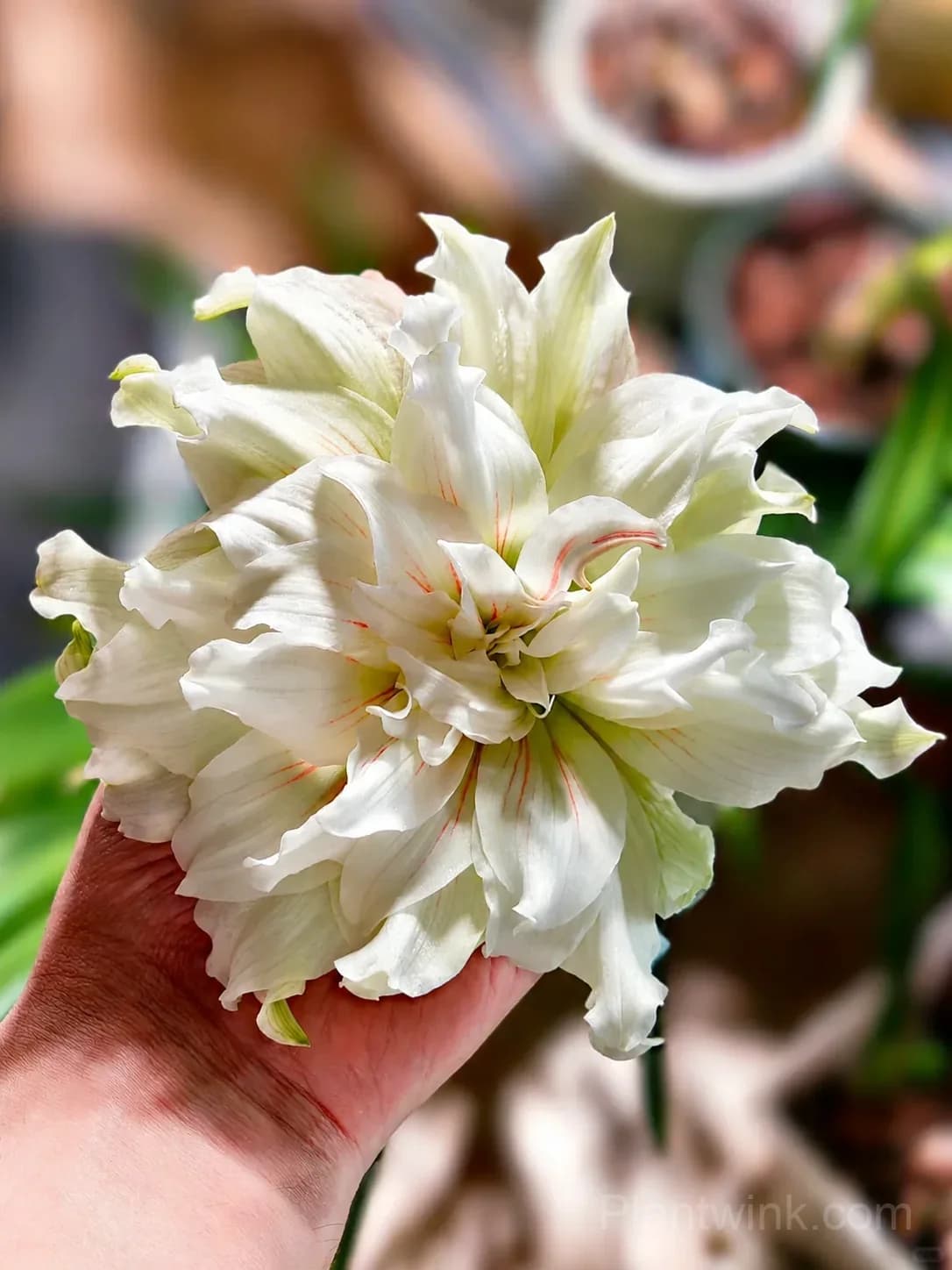 Green Amaryllis Bulbs – Unique Green Blooms, Easy to Grow & Reblooming - View 3