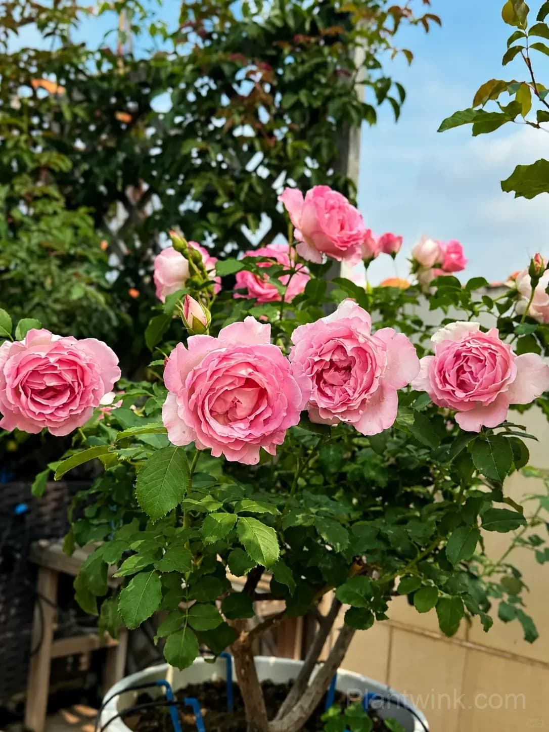 Pink Rose Seeds – Large Ruffled Double Roses for Garden, Patio & Home Growing - View 6